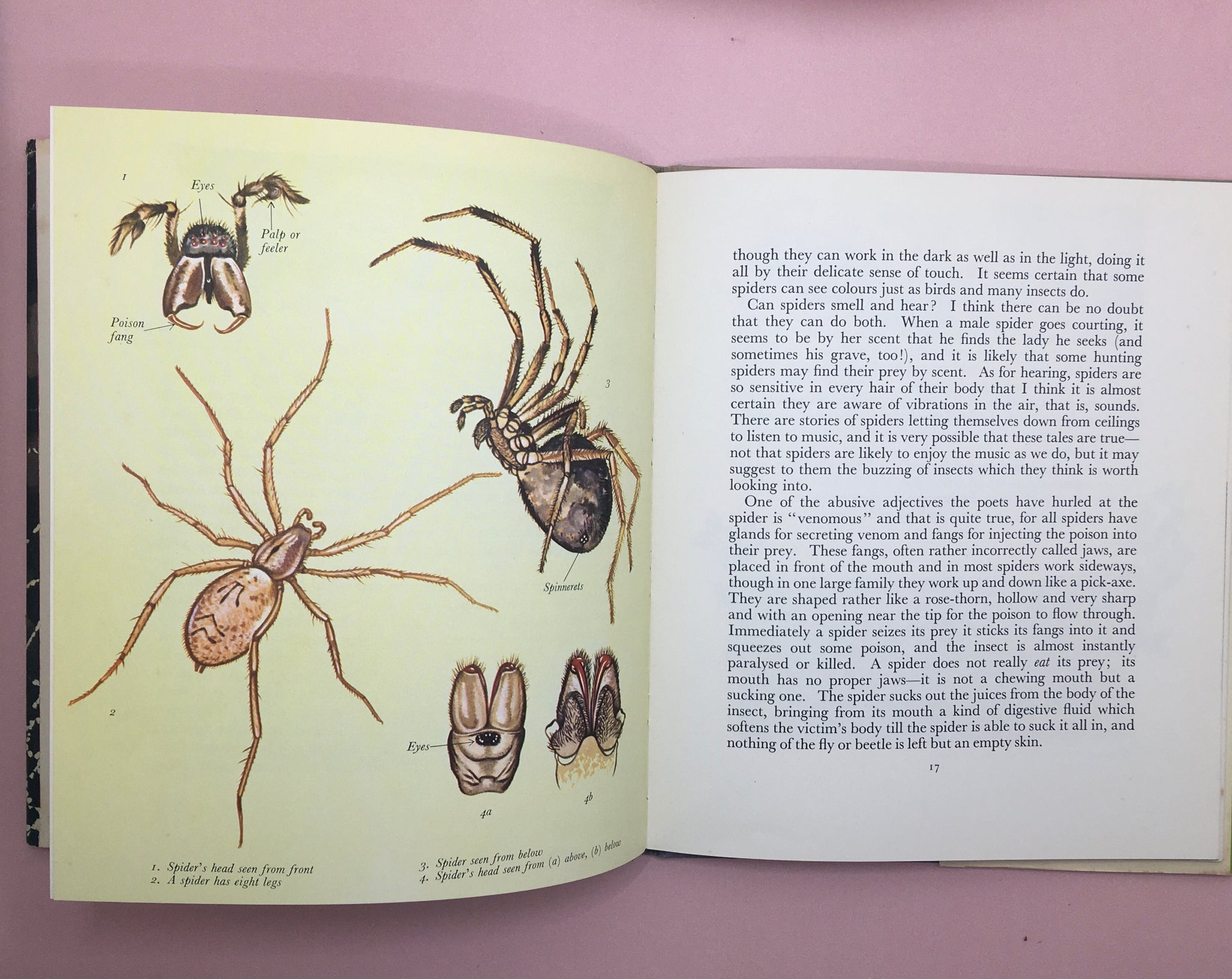 Our Friends the Spiders – The Goose Books